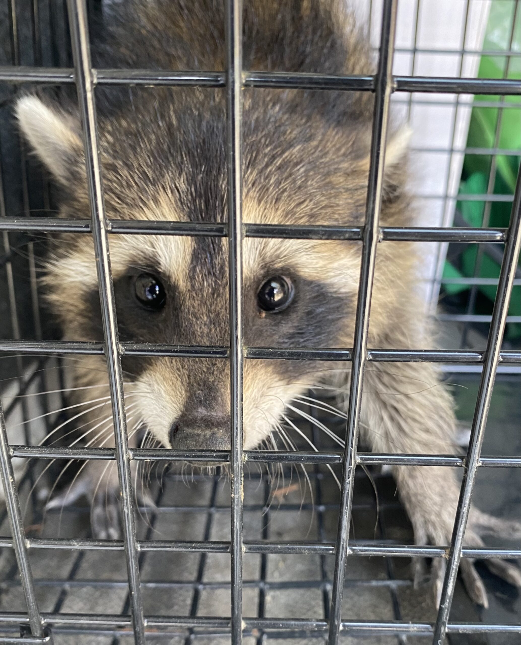 捕獲したアライグマ