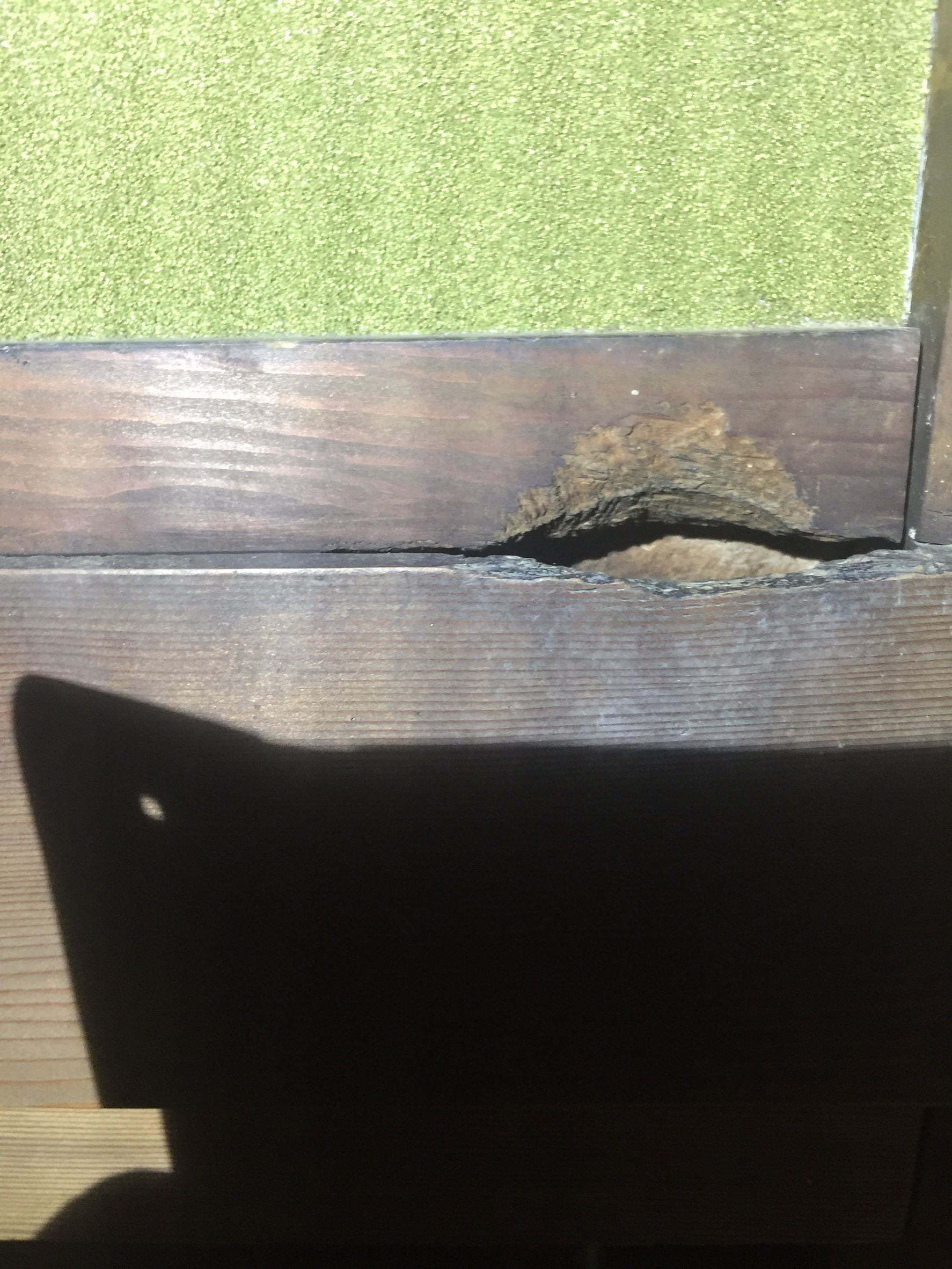 ネズミに齧られた柱