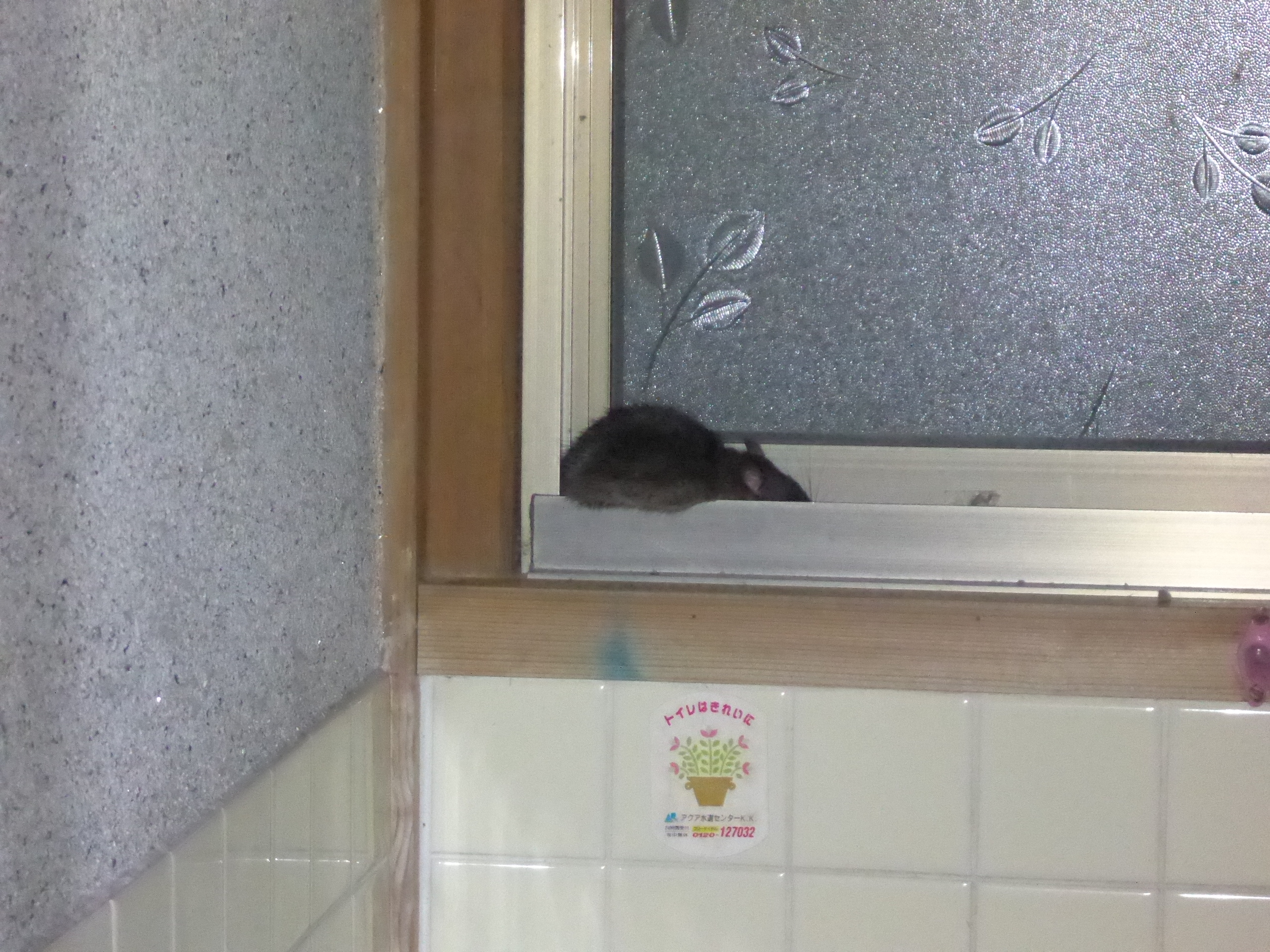 風呂場に出現したネズミ