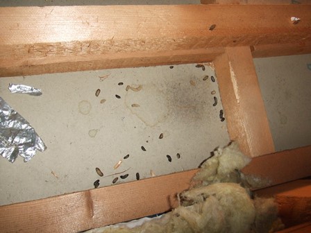 天井裏のネズミの糞
