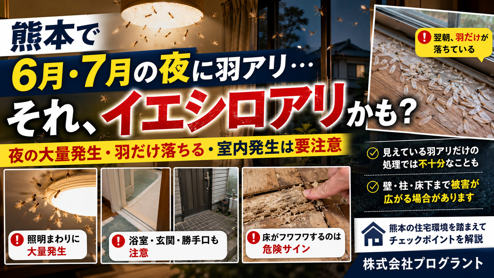 熊本の夜に大量発生する羽アリや羽だけ落ちる症状からイエシロアリ被害の危険性を解説するプログラントの案内