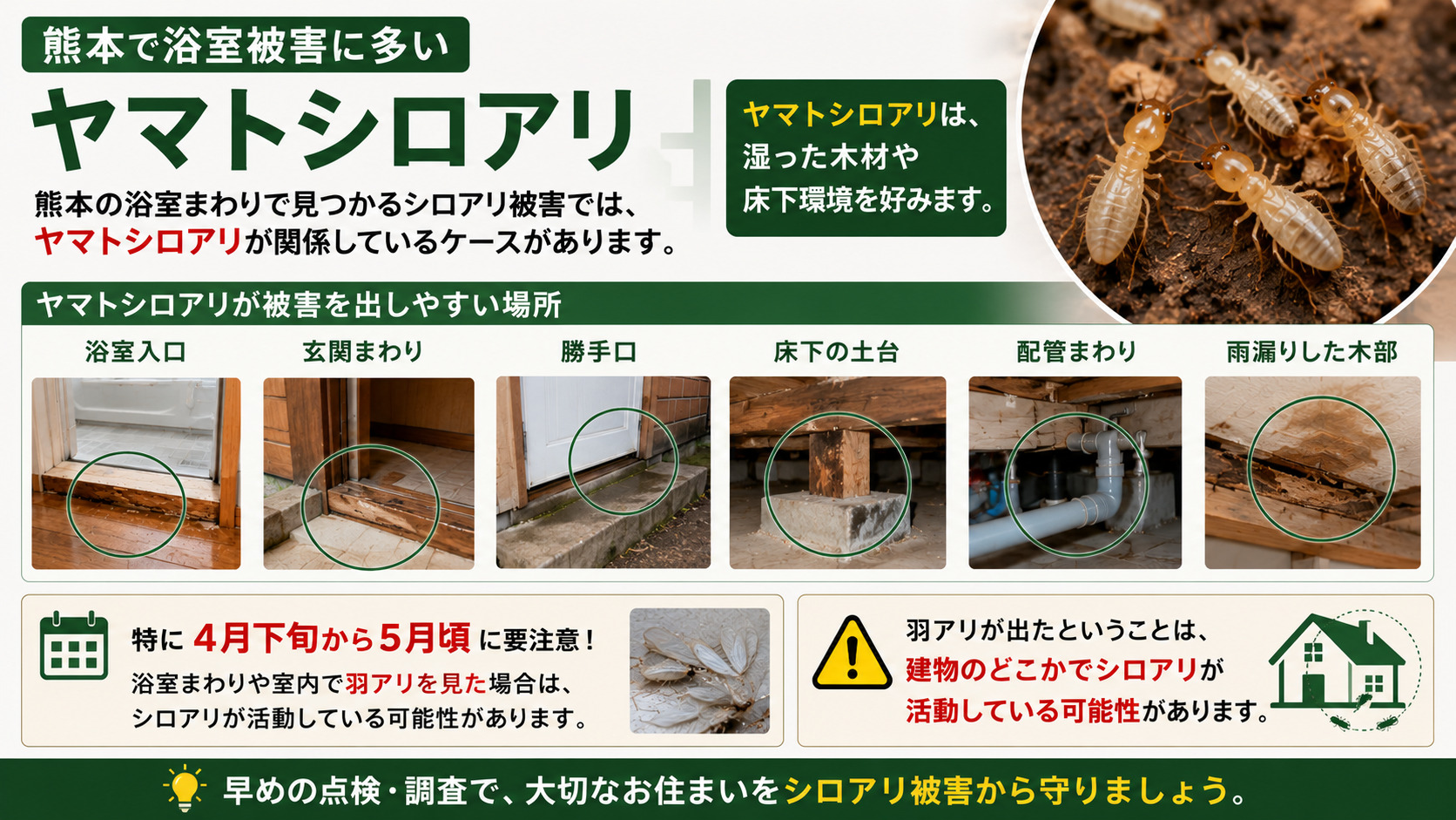 熊本で浴室被害に多いヤマトシロアリを解説した16:9インフォグラフィック。湿った木材や床下環境を好むヤマトシロアリが、浴室入口、玄関まわり、勝手口、床下の土台、配管まわり、雨漏りした木部などで被害を起こしやすいことを写真付きで紹介。4月下旬〜5月頃に浴室まわりや室内で羽アリを見た場合は、建物内部でシロアリが活動している可能性があることを分かりやすく説明