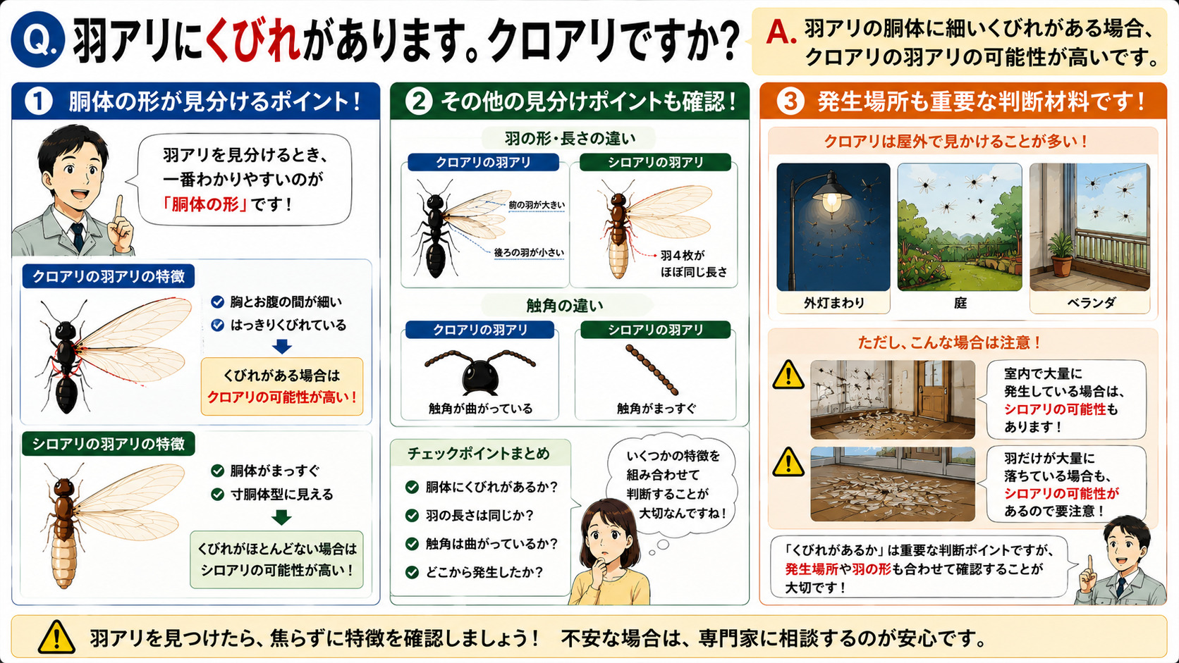 羽アリにくびれがある場合はクロアリかどうかを分かりやすく解説した16対9の比較インフォグラフィック。クロアリの羽アリは胸とお腹の間に細いくびれがあり、はっきりとした体型をしている特徴をイラスト付きで紹介。シロアリの羽アリは寸胴体型で胴体がまっすぐに見える違いを比較表示し、羽の長さや触角の違いも図解。外灯まわり・庭・ベランダなど屋外で見かけるケースはクロアリの可能性が高いことを説明しつつ、室内で大量発生している場合や羽だけ大量に落ちている場合はシロアリの可能性もあるため注意が必要であることを伝える羽アリ見分け方解説画像