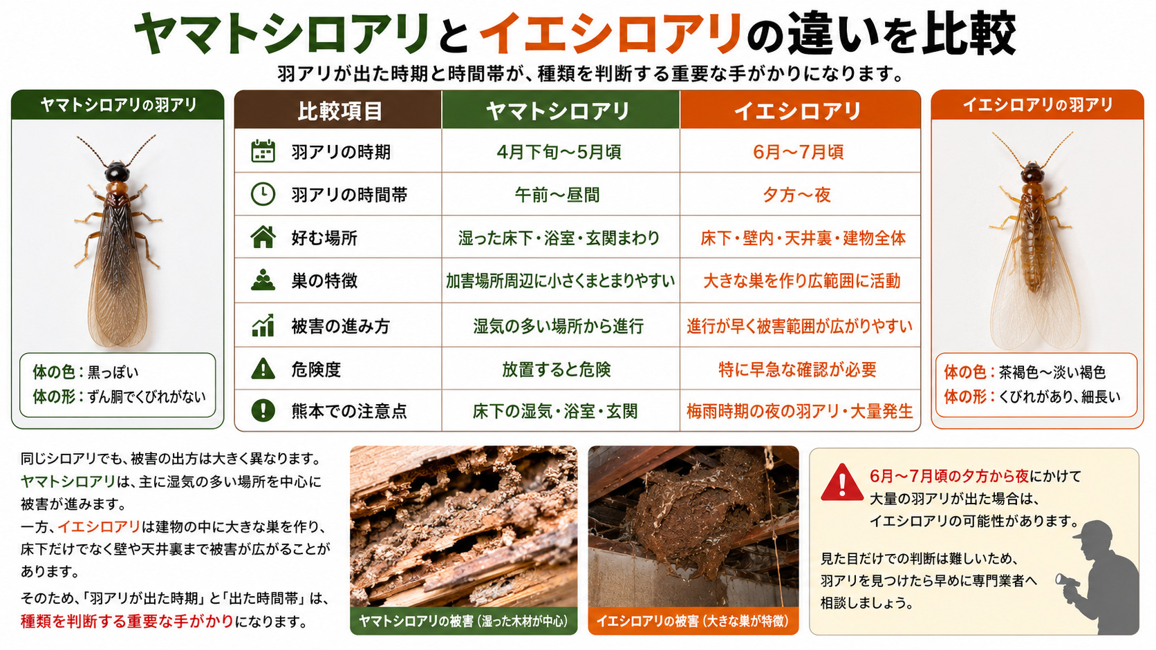 ヤマトシロアリとイエシロアリの違いを比較した16対9の解説画像。左にヤマトシロアリの羽アリ、右にイエシロアリの羽アリを上向き写真で掲載し、羽アリの発生時期・時間帯・好む場所・巣の特徴・被害の進み方・危険度・熊本での注意点を表で比較している。ヤマトシロアリは4月〜5月の日中に発生し湿気の多い床下を好み、イエシロアリは6月〜7月の夕方から夜に大量発生し建物全体へ被害が広がりやすいことを解説したシロアリ比較