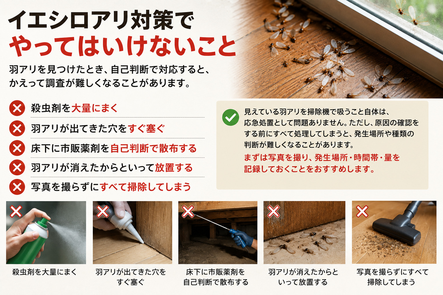 熊本でイエシロアリの羽アリを見つけた際に殺虫剤散布や穴塞ぎを避けるべき理由と正しい初期対応を解説する内容