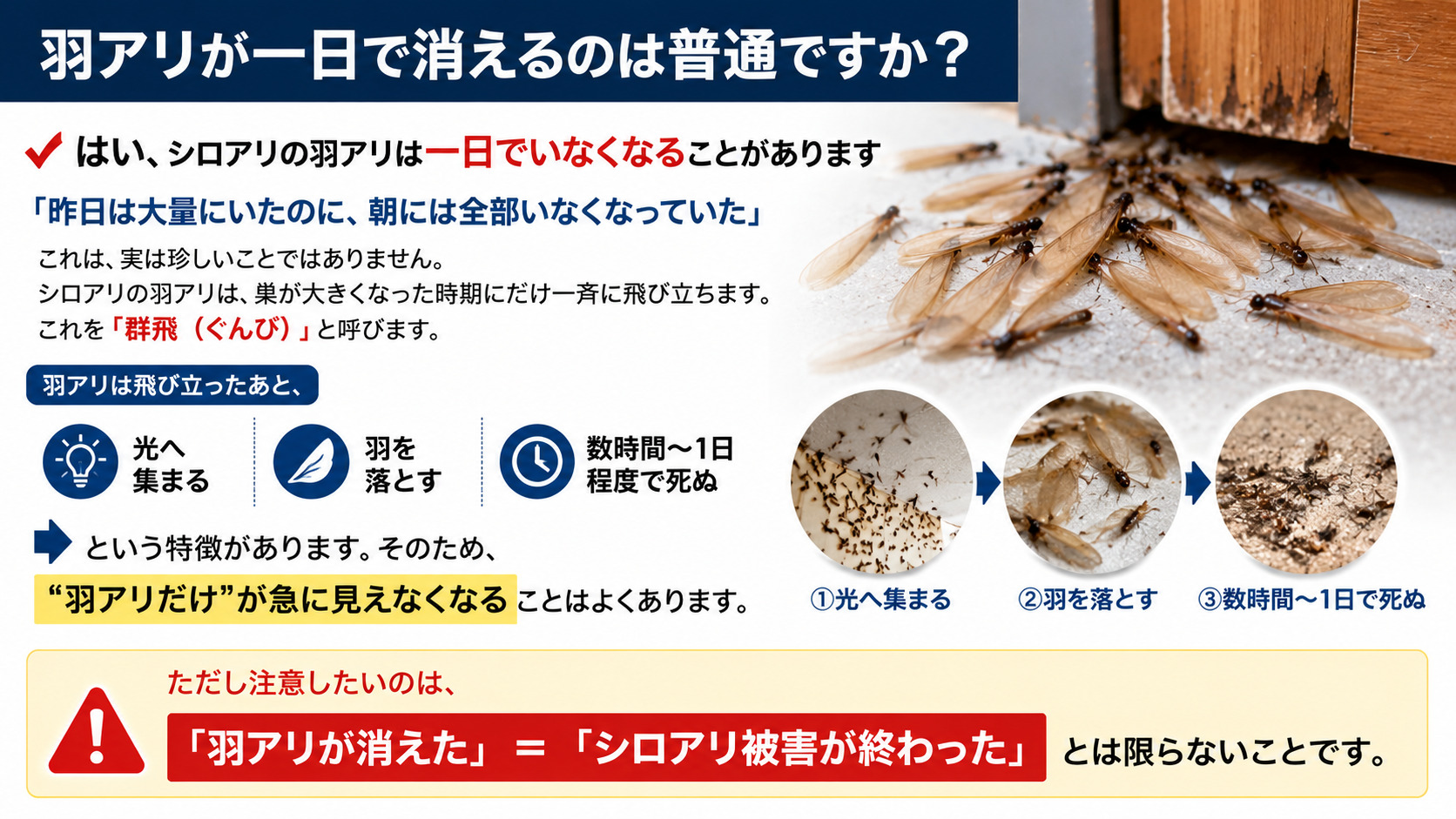 羽アリが一日で消える理由を解説したシロアリ注意喚起インフォグラフィック。羽アリが光へ集まり羽を落として数時間から一日で死ぬ流れや、「羽アリが消えた＝シロアリ被害終了ではない」ことを解説
