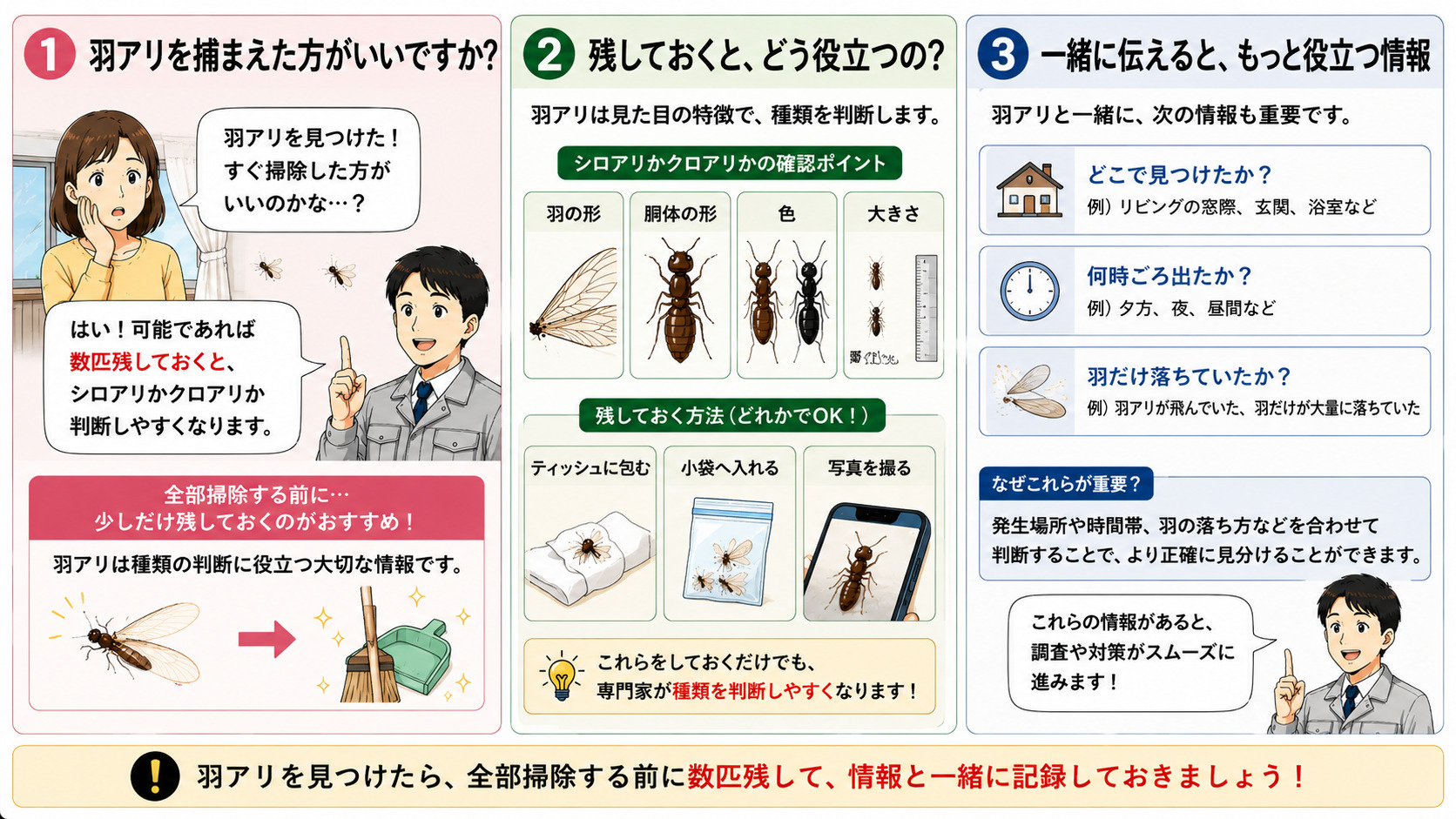 羽アリを捕まえた方が良いのかを分かりやすく解説した16対9の3コマ漫画風インフォグラフィック。羽アリを見つけて『すぐ掃除した方がいいのかな？』と悩む女性に対し、専門家スタッフが『数匹残しておくとシロアリかクロアリか判断しやすくなります』と説明している様子を描写。ティッシュに包む・小袋へ入れる・スマホで写真を撮るなど、羽アリを残しておく方法をイラスト付きで紹介。羽の形・胴体・色・大きさで種類を判断するポイントや、『どこで見つけたか』『何時ごろ出たか』『羽だけ落ちていたか』なども重要な情報になることを図解し、全部掃除する前に少しだけ残しておく重要性を伝える羽アリ対策解説画像