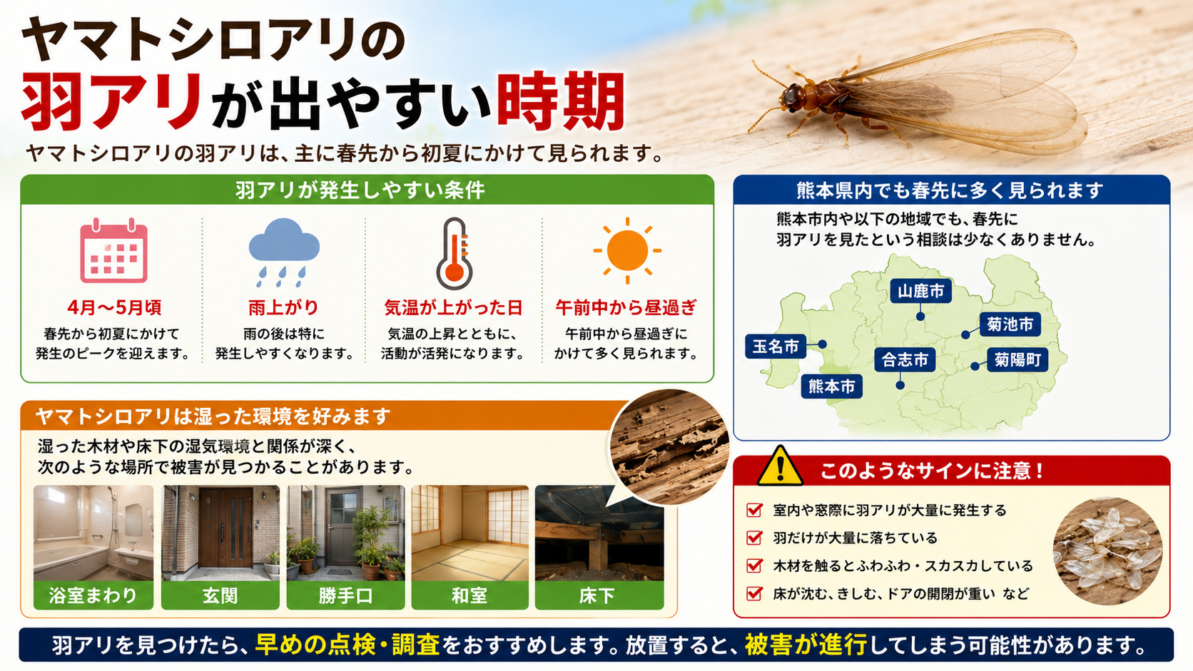 ヤマトシロアリの羽アリが出やすい4月から5月の時期や雨上がり・気温上昇・午前中の発生条件、熊本県内で注意したい地域と被害場所を解説した画像