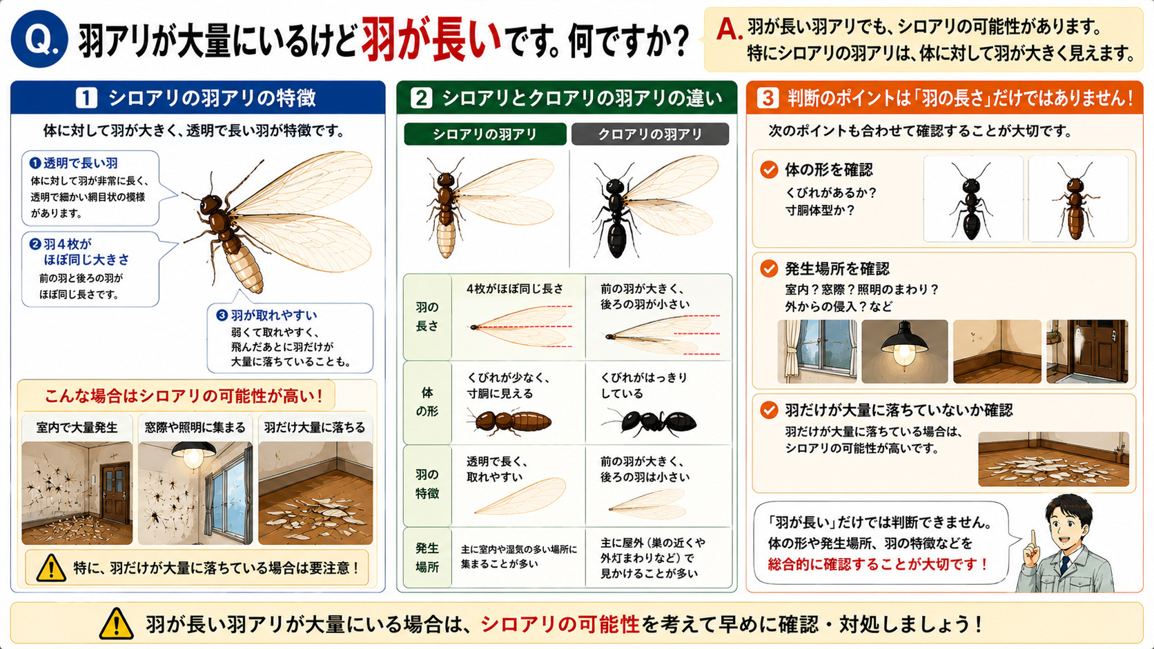 羽が長い羽アリは何なのかを分かりやすく解説した16対9の比較インフォグラフィック。シロアリの羽アリは体に対して透明で長い羽を持ち、羽4枚がほぼ同じ大きさで羽が取れやすい特徴をイラスト付きで紹介。窓際や照明に集まる大量の羽アリや、羽だけが大量に落ちている室内の様子を図解し、シロアリの可能性があるケースを説明。クロアリの羽アリは前の羽が大きく後ろの羽が小さい違いを比較表示し、『羽が長い』だけでは判断できないため、体の形や発生場所も合わせて確認する重要性を伝える羽アリ見分け方解説画像