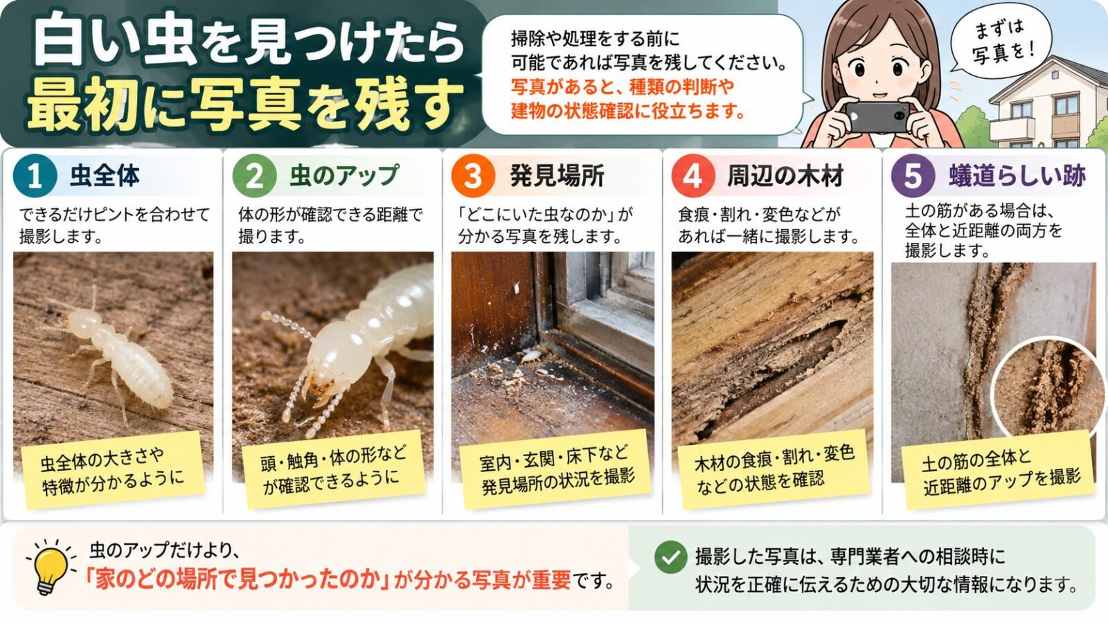 白い虫を見つけたときに残すべき写真を解説するインフォグラフィック|虫全体・虫のアップ・発見場所・周辺の木材・蟻道らしい跡の5種類を写真付きで紹介
