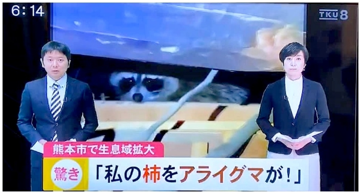 TEK夕方LIVE NEWSでアライグマ被害拡大が報道された番組画面